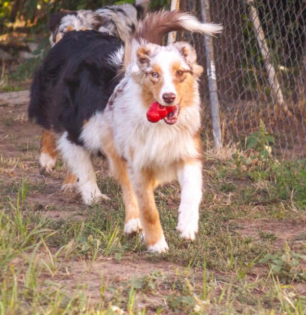 Laid Australian Shepherd