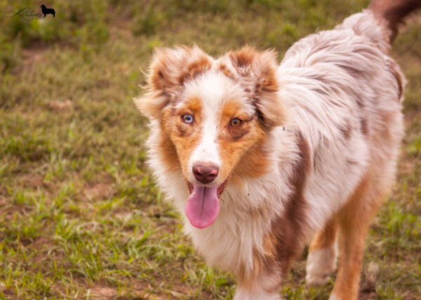 Laid Australian Shepherd