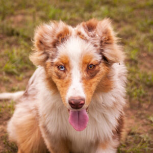 Laid Australian Shepherd