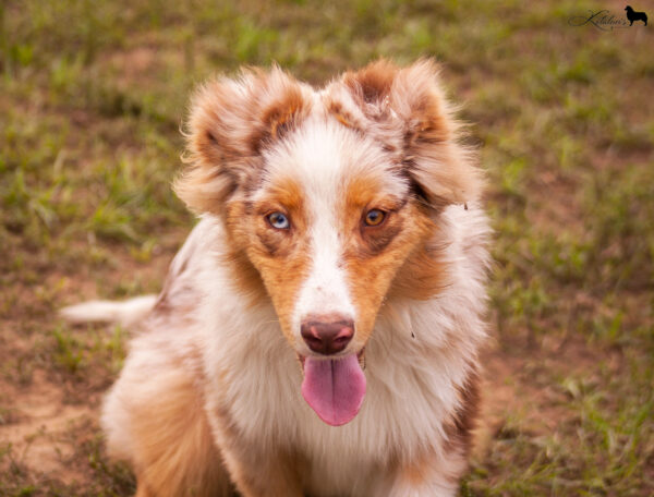 Laid Australian Shepherd