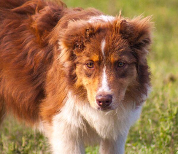 Larsen Australian Shepherd