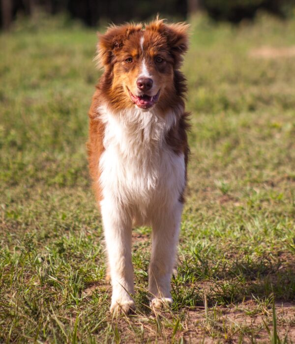 Larsen Australian Shepherd