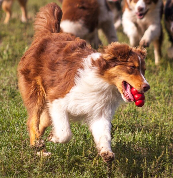 Larsen Australian Shepherd