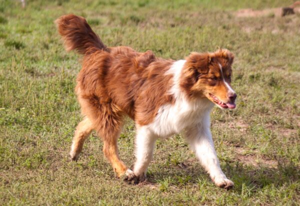 Larsen Australian Shepherd