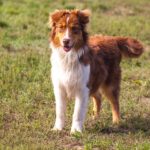 Timon Australian Shepherd