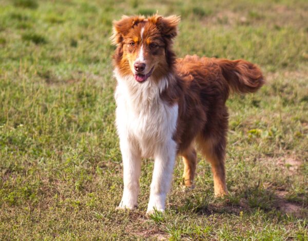 Larsen Australian Shepherd