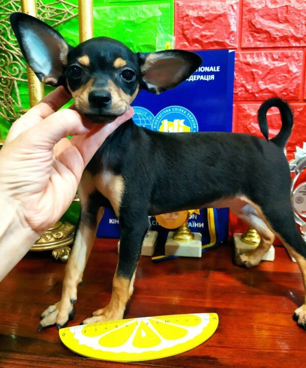 Lavinia Russian Toy Terrier