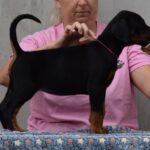 Lawrence-female-dobermann-puppy-for-sale-1 (1)
