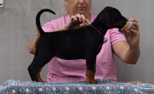 Lawrence Dobermann