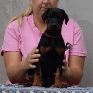 Lawrence Dobermann