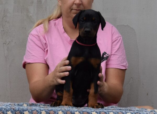 Lawrence Dobermann
