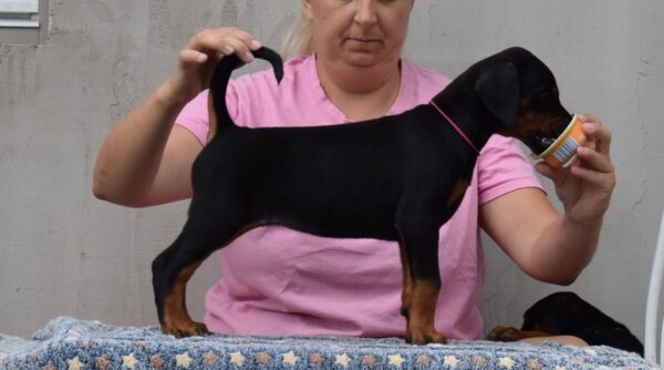 Lawrence Dobermann