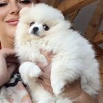 Mechta Pomeranian