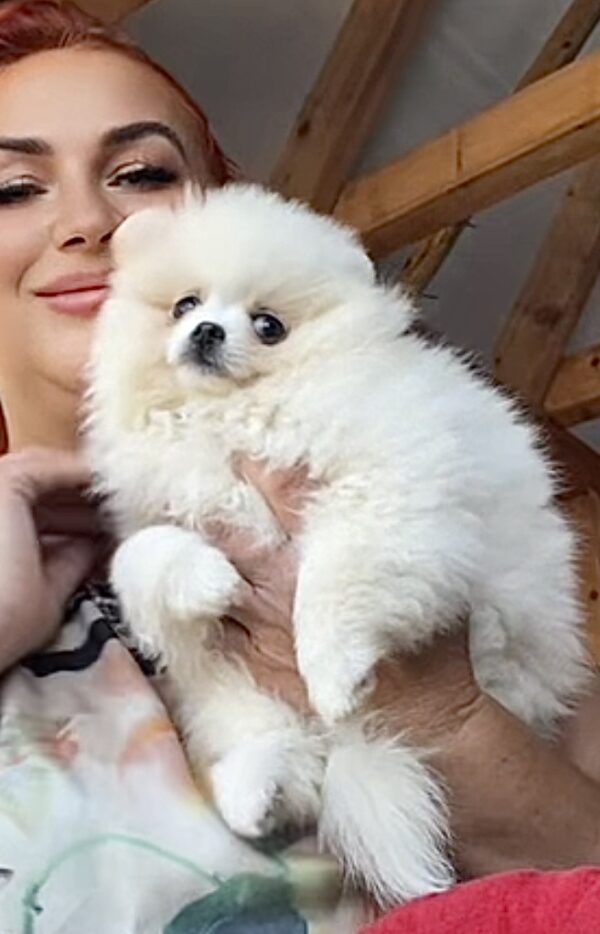 Laura Pomeranian