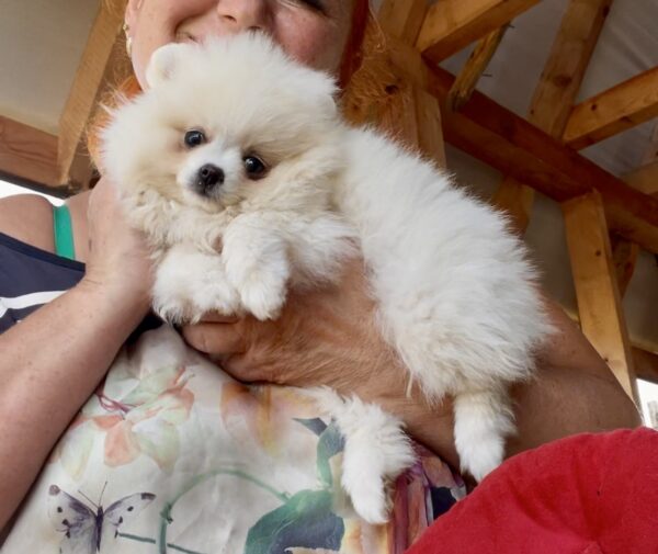 Laura Pomeranian