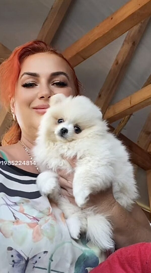 Laura Pomeranian