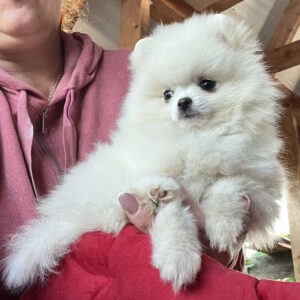 Lazar Pomeranian