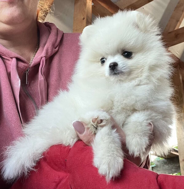 Lazar Pomeranian
