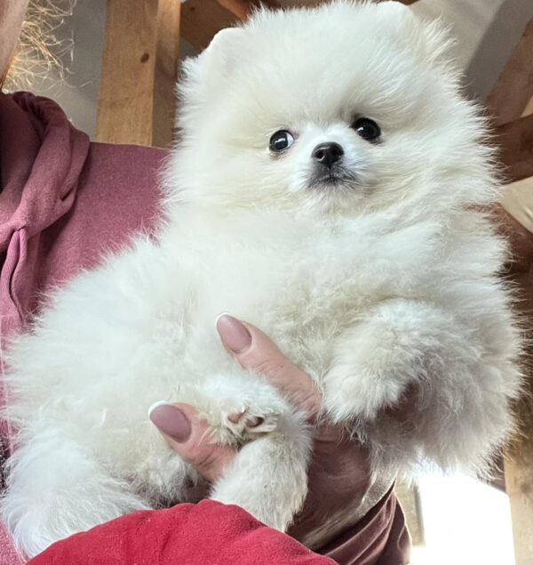 Lazar Pomeranian