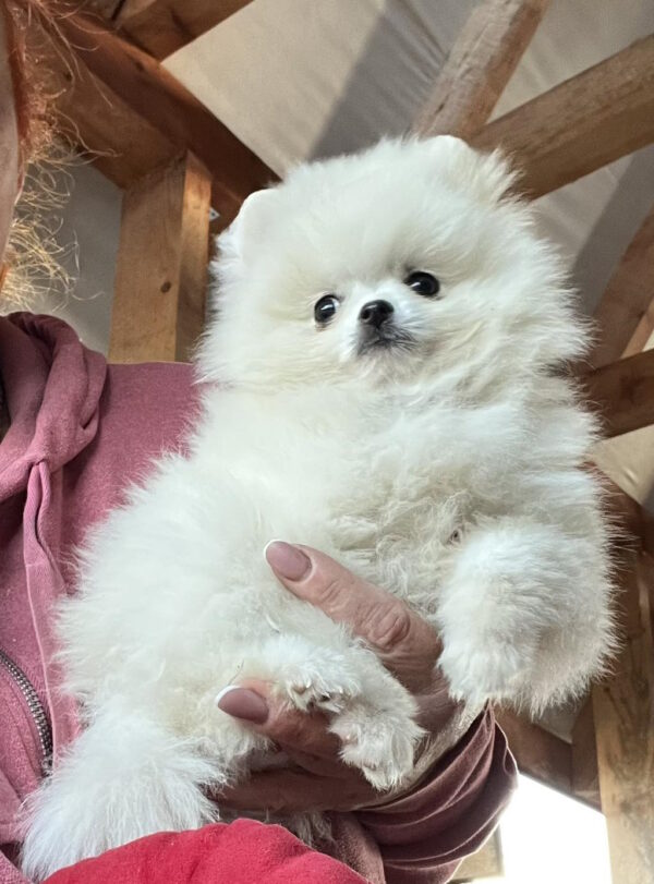 Lazar Pomeranian