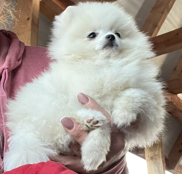 Lazar Pomeranian