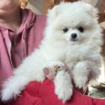 Dakota Pomeranian