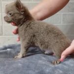 Leroy-male-Chihuahua-puppy-for sale-1