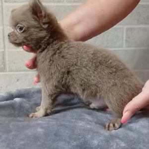 Leroy Chihuahua