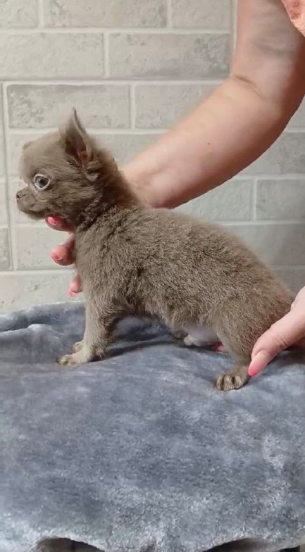 Leroy Chihuahua