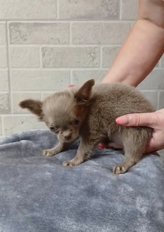 Leroy Chihuahua