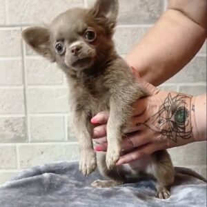 Leroy Chihuahua