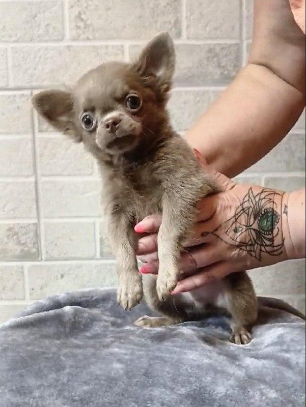 Leroy Chihuahua