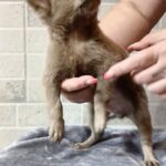 Leroy-male-Chihuahua-puppy-for sale-4