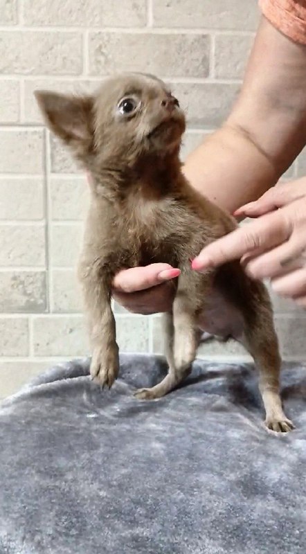 Leroy Chihuahua