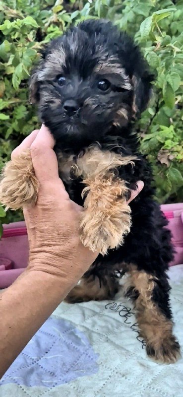 Lerra Yorkipoo