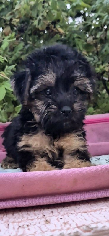 Lerra Yorkipoo