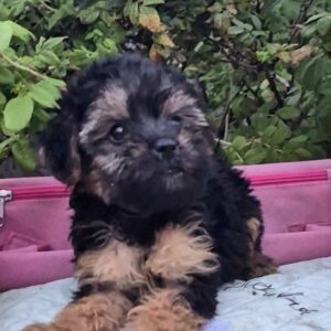 Lerra Yorkipoo