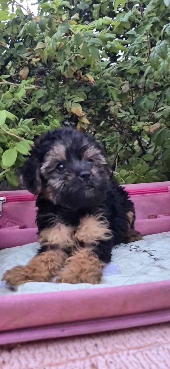 Lerra Yorkipoo