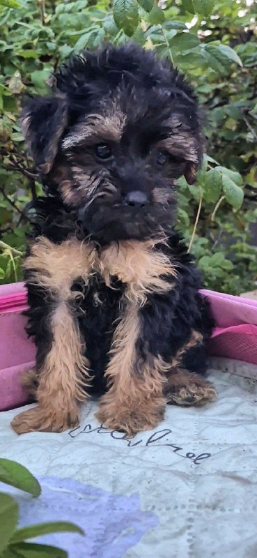 Lerra Yorkipoo