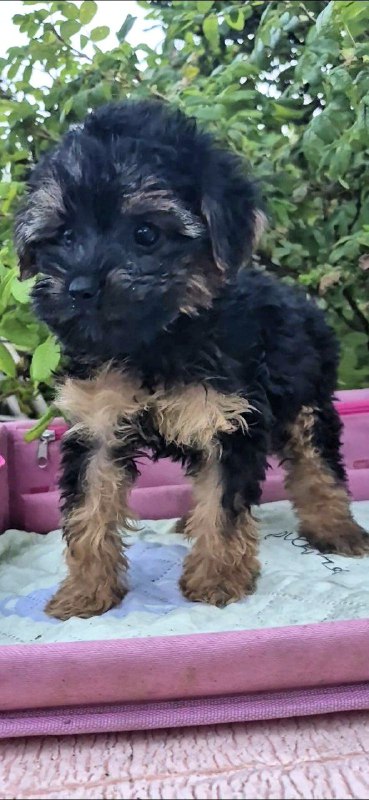 Lerra Yorkipoo