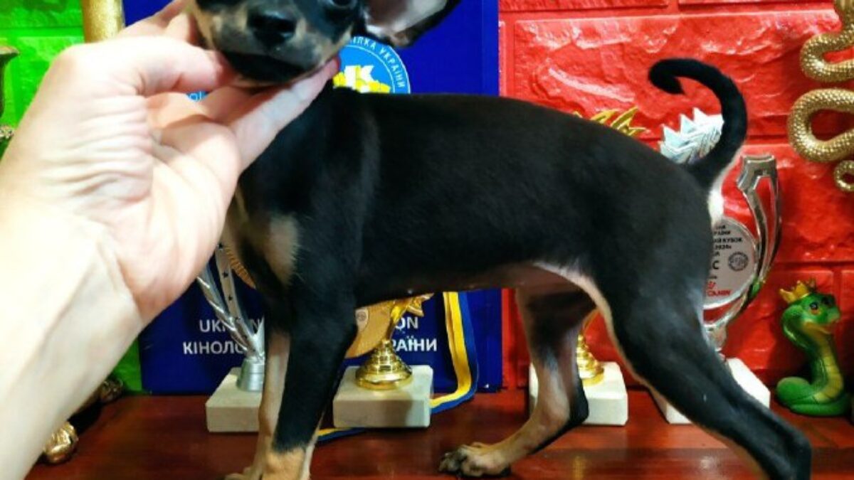 Cane di razza Schnauzer in miniatura Incrocio, altri, Airedale Terrier,  razza png | PNGEgg, image size:1200x675