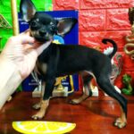 Lipton Russian Toy Terrier