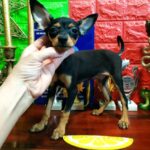 Lipton Russian Toy Terrier