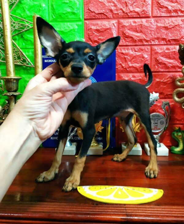 Lewis Russian Toy Terrier