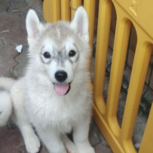 Lex Siberian Husky