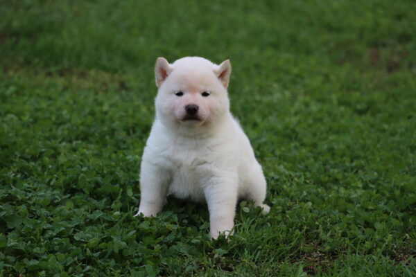 Lexus Shiba Inu Lexus Shiba Inu