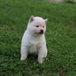 Lexus-male-shiba-inu-puppy-for-sale-1 (2)