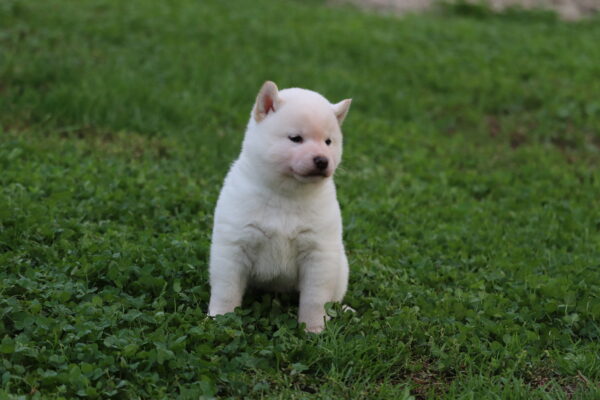 Lexus Shiba Inu Lexus Shiba Inu