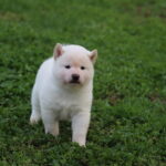 Lexus-male-shiba-inu-puppy-for-sale-1 (3)