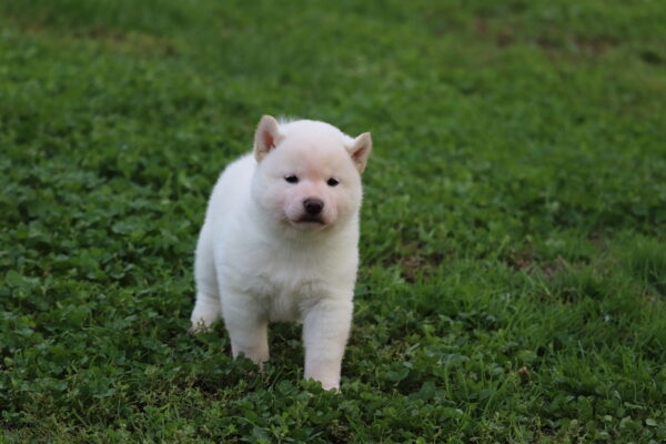 Lexus Shiba Inu Lexus Shiba Inu